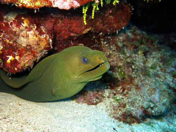 Roatan Glass Bottom Boat- $45 - WEST BAY TOURS