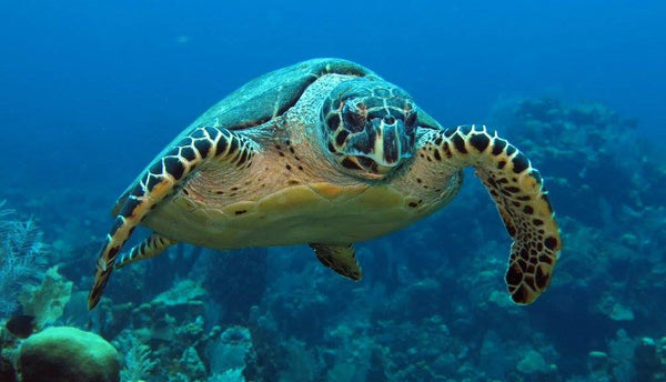 Roatan Glass Bottom Boat- $45 - WEST BAY TOURS